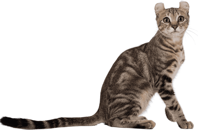 Cat 1