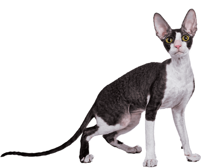 Cat 5