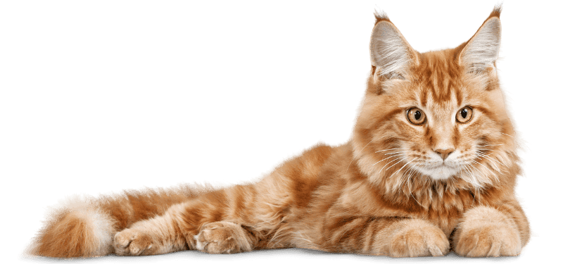Cat 6