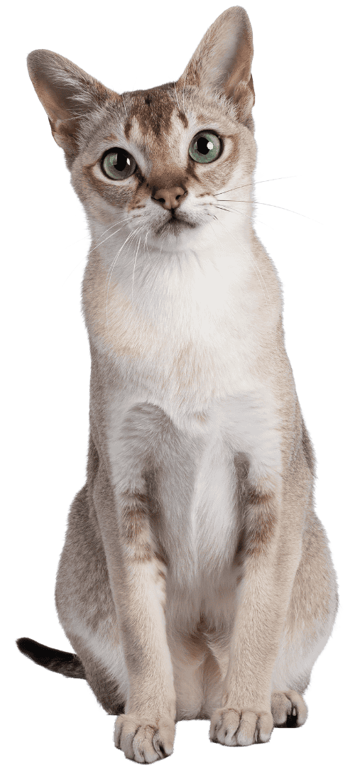 Cat 7